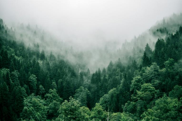 Forest mist