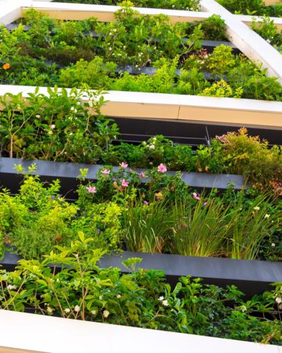 walls of greenery on a house