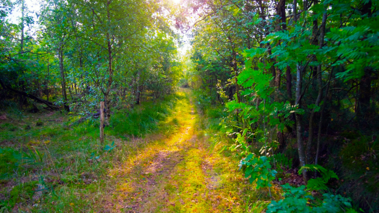 Sunlight filtering through a green woodland path.