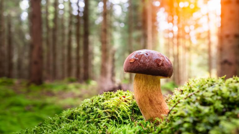 Bolete mushroom on moss with woodland behind.