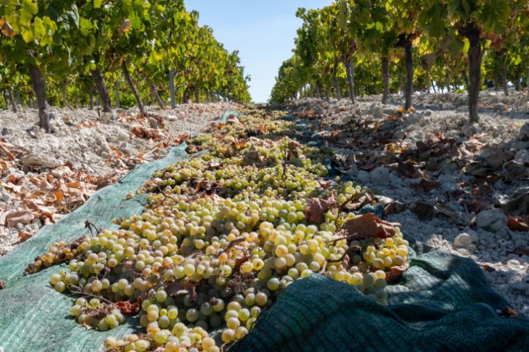 Grapes drying in the sun between rows of vines. 