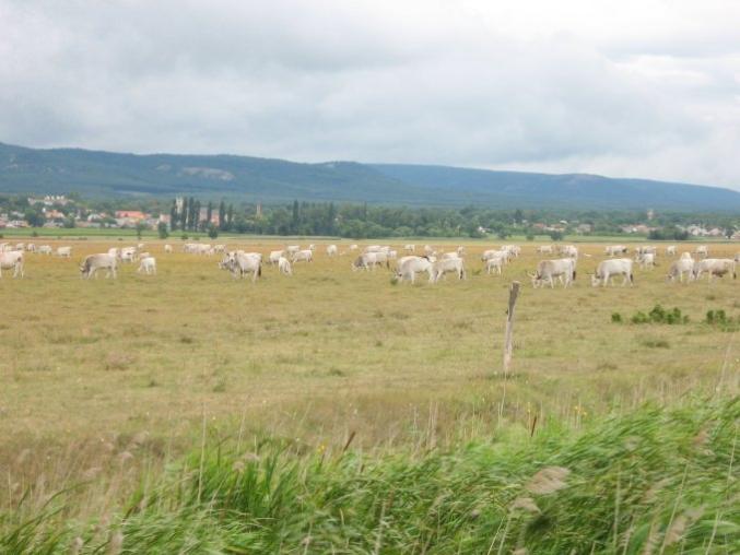 White cattle grazing in a large field.