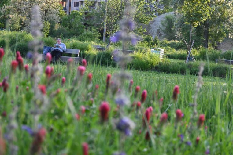 Looking through pink and purple flowers towards a person sitting on a bench in a greenspace.