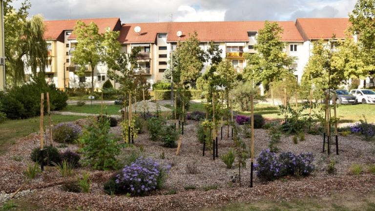 An area of new shrub and tree planting in front of residential buildings.