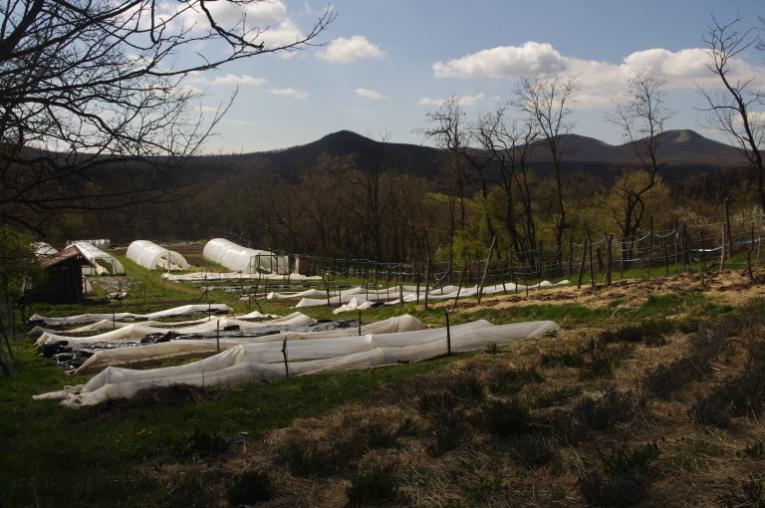 Crops growing under horticultural fleece and in polytunnels.