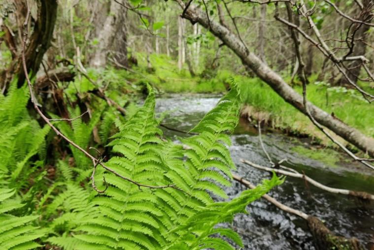 A small river viewed through tree branches and ferns.