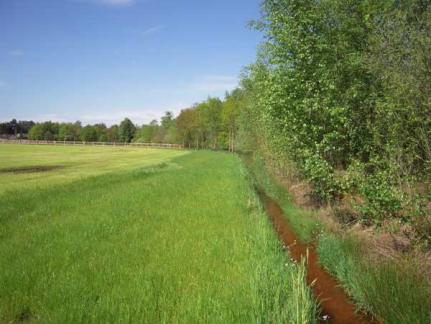 A field margin with trees around it.