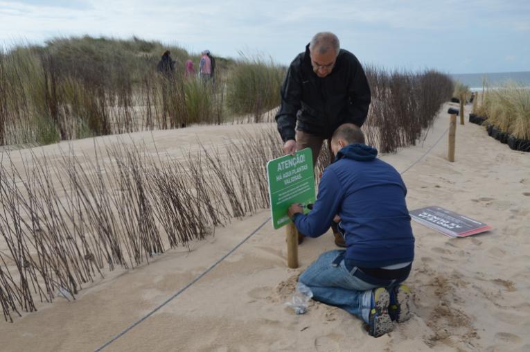 Two people fencing off a sand dune restoration area and adding information signs.