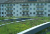 Green roof on Tram depot Wiesenplatz in Basel, project “Meadow carpet”. Author: Stephan Brenneisen