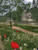 Wildflowers at Bath Quays Waterside Park - Credit to B&NES