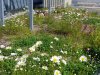 On all green roofs of the block, Finnish native species are favored, for example (Leucanthemum vulgare) Oxeye daisy.(Silene viscaria) Sticky catchfly, (Trifolium repens) White clover, (Lotus corniculatus) Bird´s-foot Trefoil/Common Birdsfoot Trefoil, (Fragaria vesca) Wild strawberry, (Galium verum) Lady´s bedstraw (VU Vulnerable), (Anthoxanthum odoratum) sweet vernal grass, holy grass, vanilla grass, (Dianthus deltoides) (NT, Near threatened) Maiden pink. Photo: Marja Mesimäki