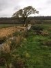 Ditches at Weston Moor - credit to Avon Wildlife Trust