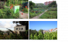 Can Mestres, the first urban municipal garden for older adults in Barcelona  Bellow: The first urban garden in Barcelona, L´Hort de l´Avi (Grandfather´s Garden),  dating from 1986. Photo captures: Corina Basnou