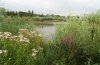 Flora of the Reed Bed Park (1)